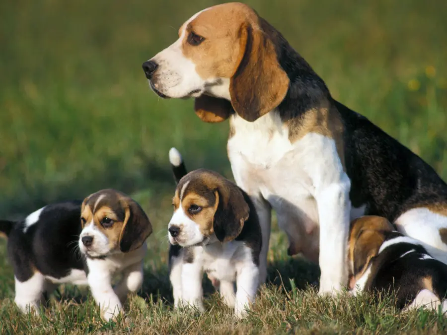 Beagle: carattere e prezzo