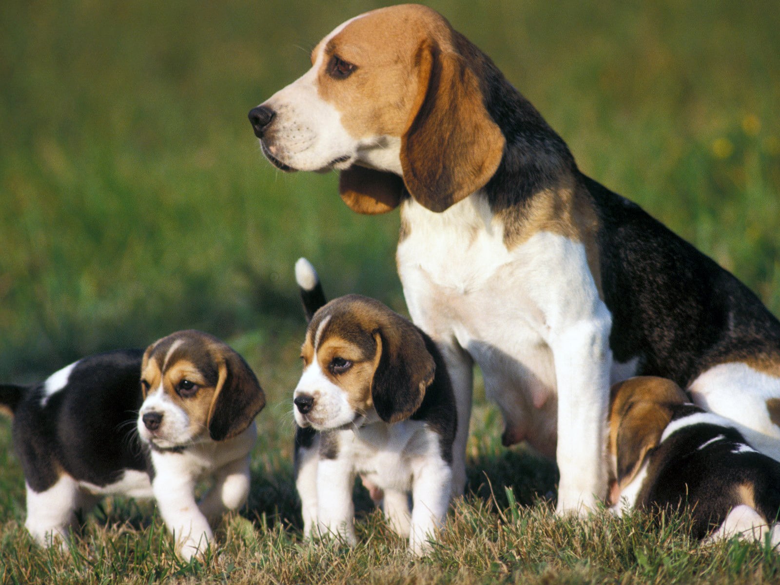 Beagle: carattere e prezzo