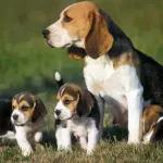 Beagle: carattere e prezzo