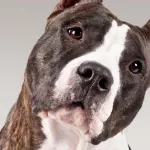 American Staffordshire Terrier