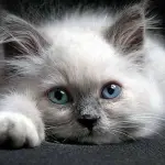 Un gatto come compagno di vita