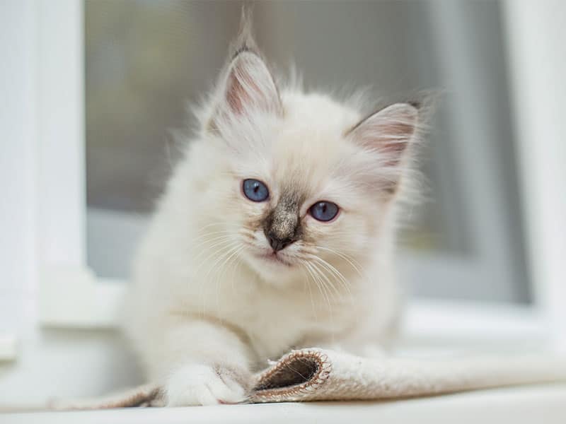 Sacro di Birmania, un gatto ideale per le abitazioni