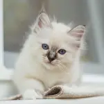 Sacro di Birmania, un gatto ideale per le abitazioni