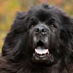 Terranova: carattere e prezzo