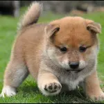 Shiba Inu Italia