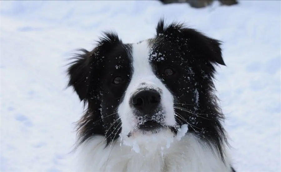 Cani che fiutano il greggio