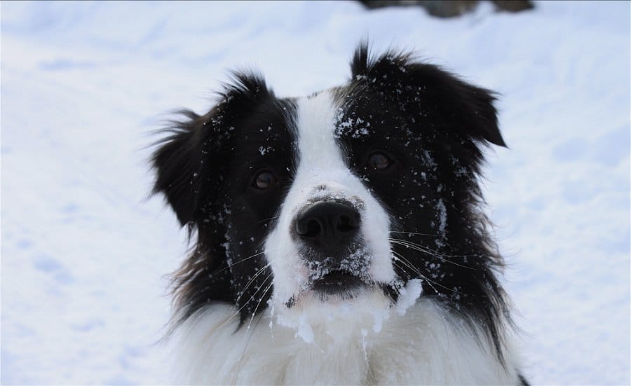 Cani che fiutano il greggio