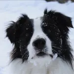 Cani che fiutano il greggio