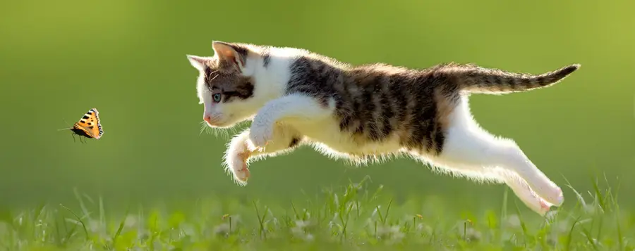 Cani e gatti, attenzione ai vermi intestinali!