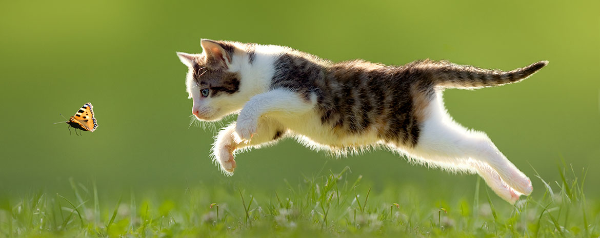 Cani e gatti, attenzione ai vermi intestinali!
