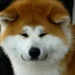 Akita-Inu e Akita Americano