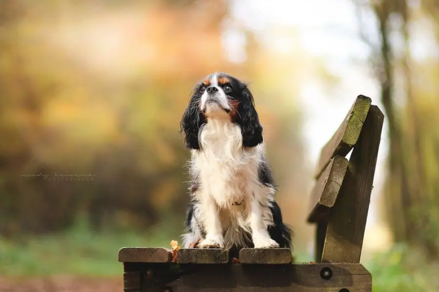 Cavalier King Toy: carattere e e prezzo