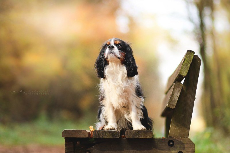 Cavalier King Toy: carattere e e prezzo