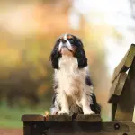 Cavalier King Toy: carattere e e prezzo