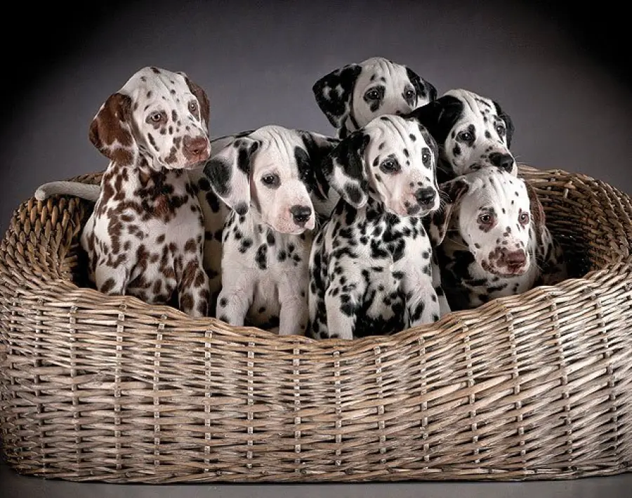 Herberiensis Dalmatians