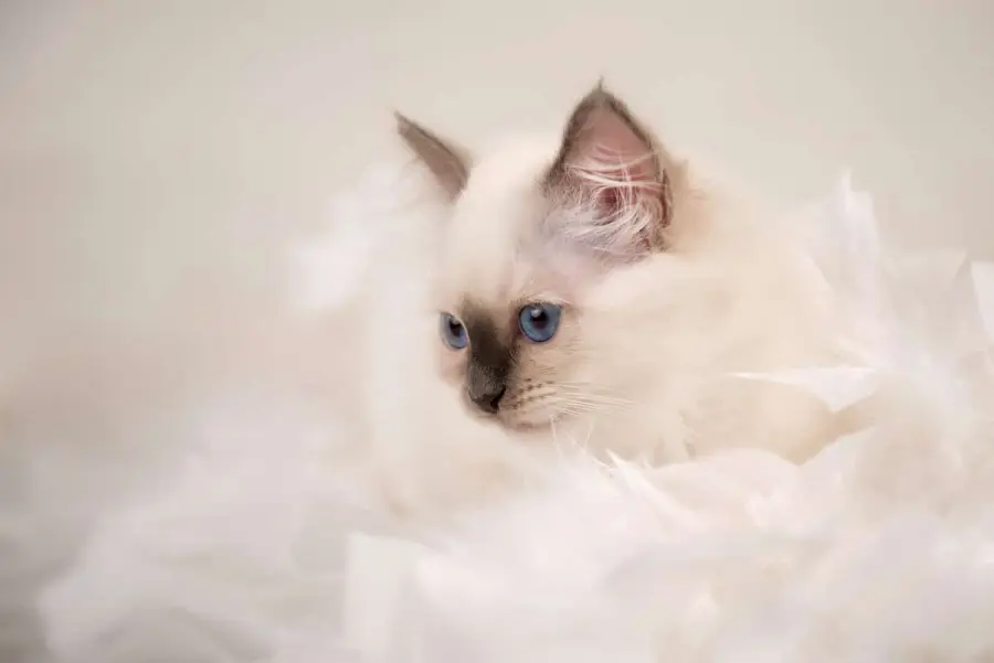 Gatto Sacro di Birmania: carattere e prezzo