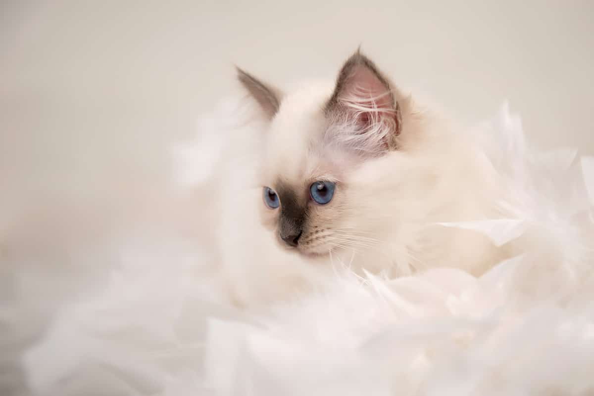 Gatto Sacro di Birmania: carattere e prezzo