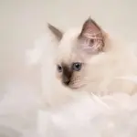 Gatto Sacro di Birmania: carattere e prezzo
