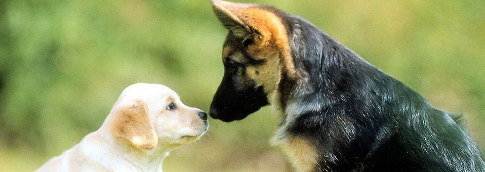 Personalità di razza