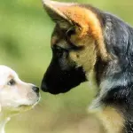 Personalità di razza