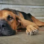 Vermi intestinali nel cane: riconoscerli e combatterli