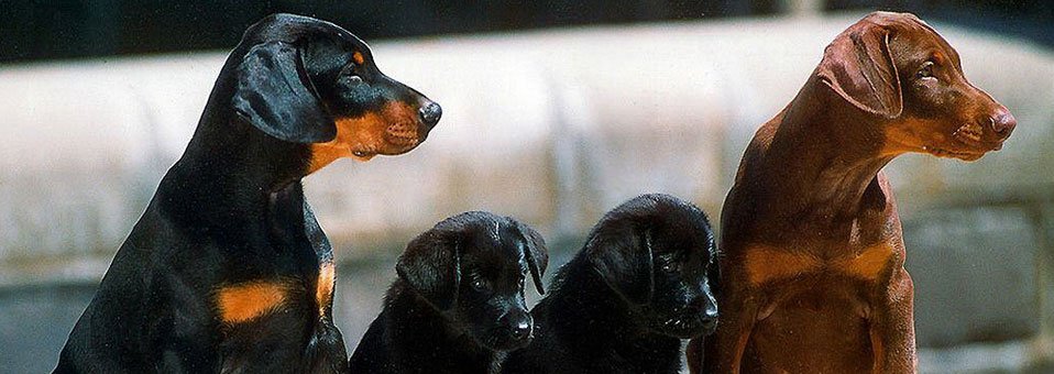 Il cane nei mezzi di trasporto pubblici