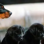 Il cane nei mezzi di trasporto pubblici