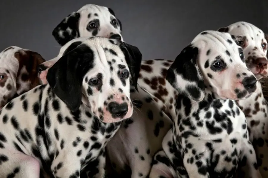 Dalmata: carattere e prezzo