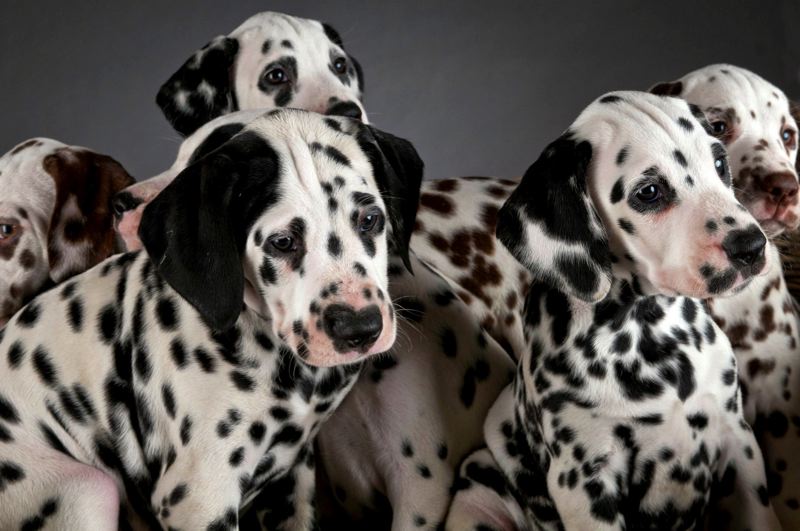 Dalmata: carattere e prezzo