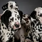 Dalmata: carattere e prezzo