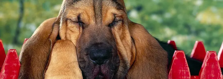 Gli standard di razza sono linee guida