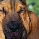 Gli standard di razza sono linee guida