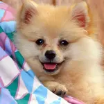 Volpino di Pomerania: carattere e prezzo