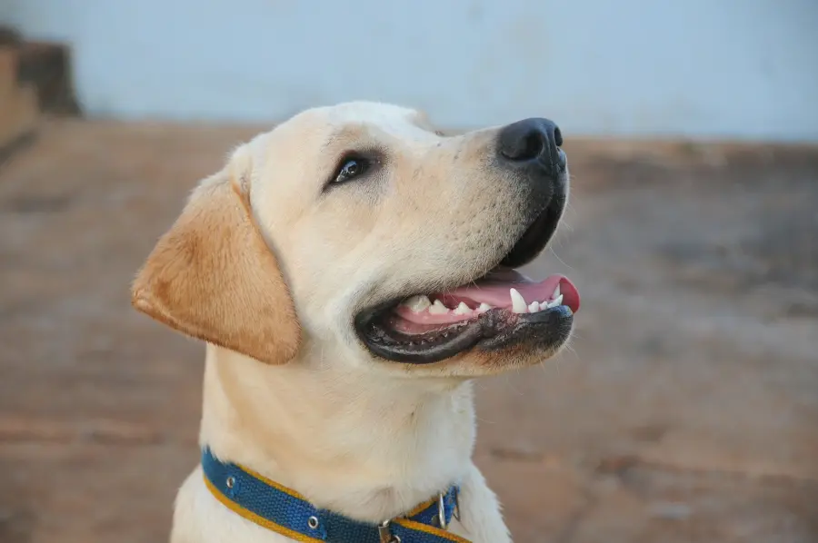 Labrador Retriever: carattere e prezzo