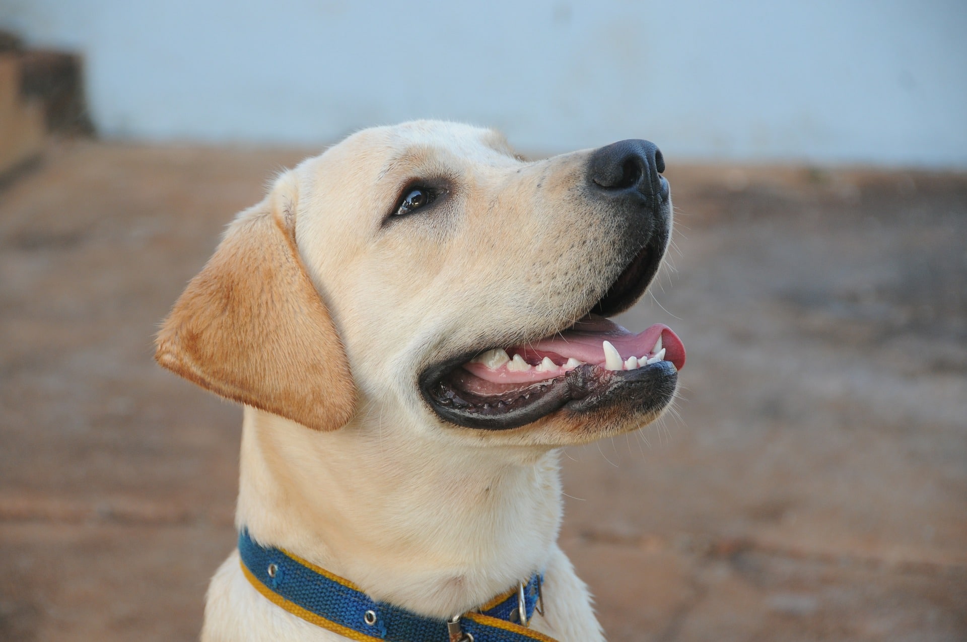 Labrador Retriever: carattere e prezzo