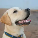 Labrador Retriever: carattere e prezzo