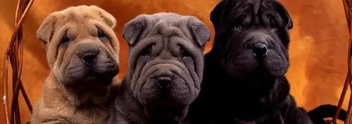 Quanti cani può detenere un singolo proprietario