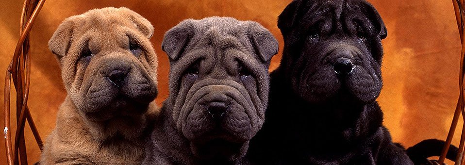 Quanti cani può detenere un singolo proprietario