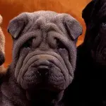 Quanti cani può detenere un singolo proprietario