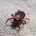 Pulci in casa: come prevenirle ed eliminarle