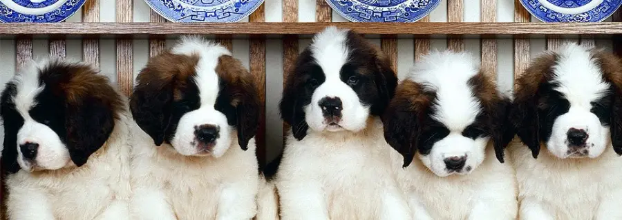 Solo allevatori di fiducia