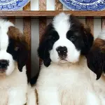 Solo allevatori di fiducia