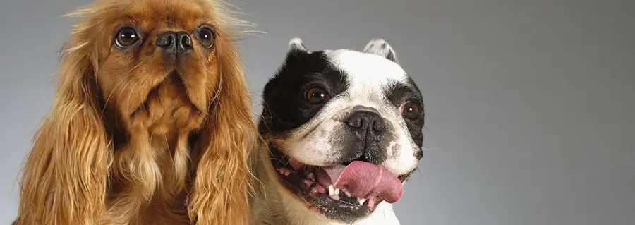 Che cos'è lo standard?