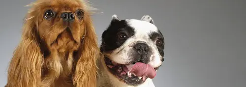 Che cos'è lo standard?