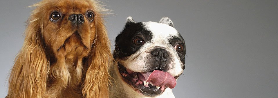 Che cos'è lo standard?