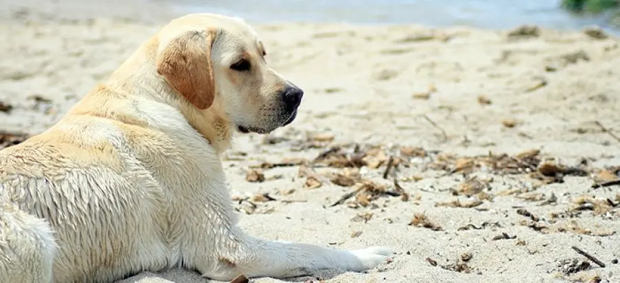20.000 labrador per una ricerca