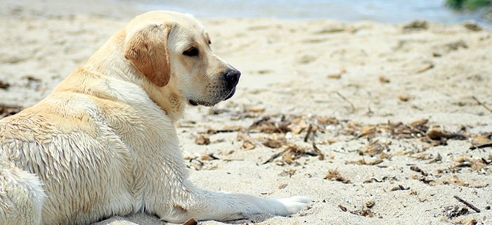 20.000 labrador per una ricerca