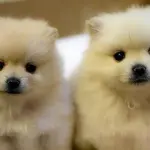 Cuccioli di Volpino di Pomerania