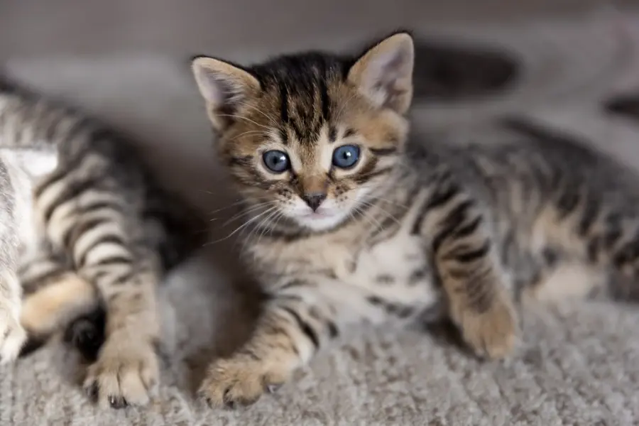 Le cure di bellezza nel gatto