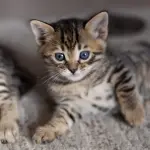 Le cure di bellezza nel gatto